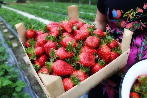 Как вырастить клубнику из семян в домашних условиях