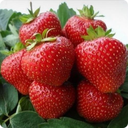 Земляника садовая. Самые лучшие сорта земляники садовой с описанием и фото