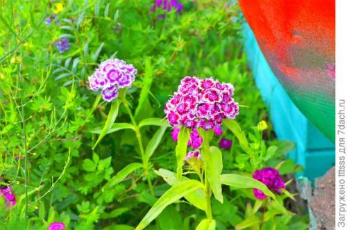 Список растений, которые хорошо сочетаются с Гвоздикой турецкой