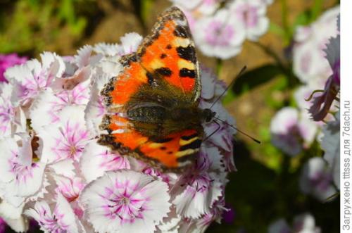 Список растений, которые хорошо сочетаются с Гвоздикой турецкой