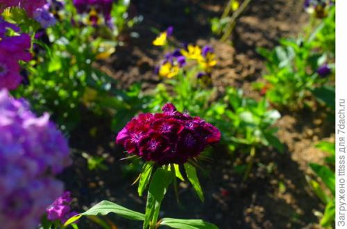 Список растений, которые хорошо сочетаются с Гвоздикой турецкой