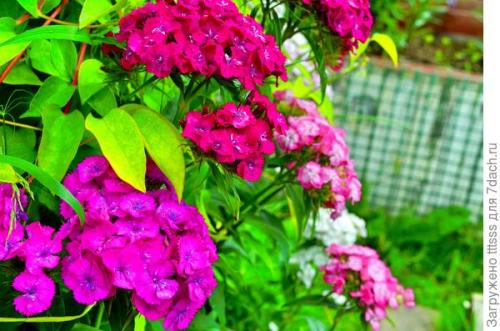 Список растений, которые хорошо сочетаются с Гвоздикой турецкой