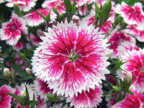 Турецкая гвоздика многолетняя. Условия выращивания