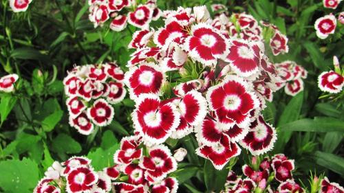 Гвоздика на рассаду семенами. Когда сажать в 2022 на рассаду гвоздику Шабо и в каком месяце 01