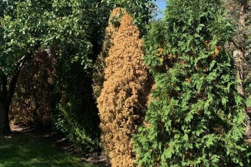 Какие химические средства можно использовать для лечения хвойных растений от болезней и вредителей