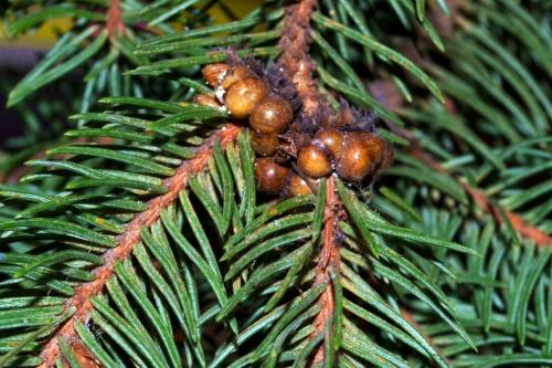 Какие химические средства можно использовать для лечения хвойных растений от болезней и вредителей