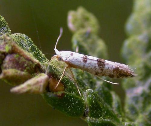 Как можно определить, что хвойное растение поражено болезнью или вредителем
