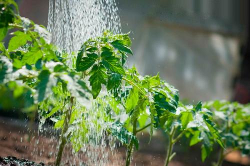 Как правильно выращивать садовую гвоздику. Гвоздика садовая: роскошное цветение и несложный уход 02