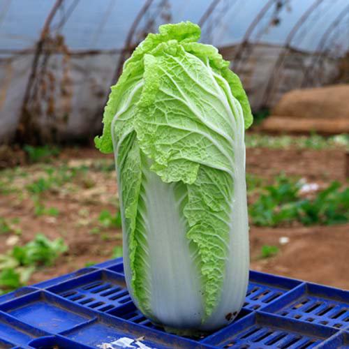 Как правильно выращивать пекинскую капусту. Выращивание пекинской капусты: основные правила