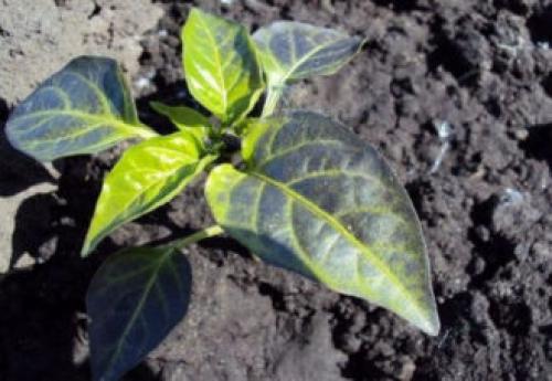 Сладкий перец уход и подкормка. Чем и как подкормить перец в теплице, если плохо растет?