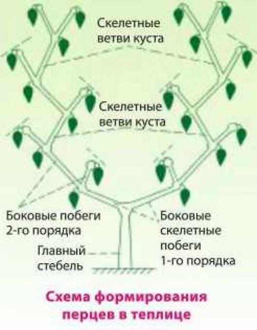 Перец сладкий посадка и уход. Предшественники и соседи перца 20 Перец сладкий посадка и уход. Предшественники и соседи перца 20