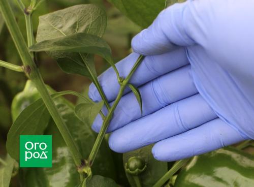 Перец сладкий посадка и уход. Предшественники и соседи перца 03 Перец сладкий посадка и уход. Предшественники и соседи перца 03