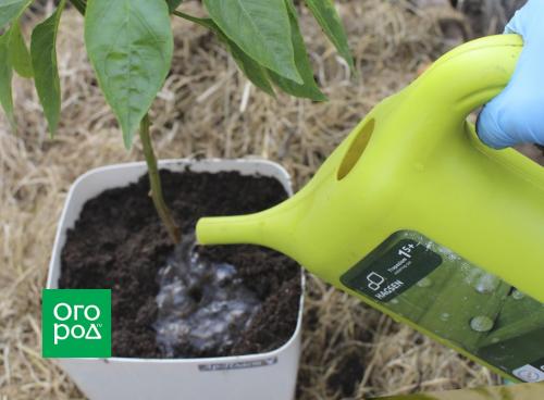 Перец сладкий посадка и уход. Предшественники и соседи перца 11 Перец сладкий посадка и уход. Предшественники и соседи перца 11