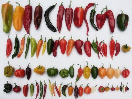 Выращивание перца в открытом грунте. Рекомендации по выбору сорта