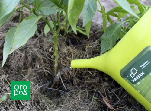 Перец сладкий посадка и уход. Предшественники и соседи перца 06 Перец сладкий посадка и уход. Предшественники и соседи перца 06