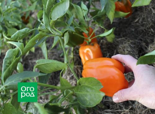 Перец сладкий посадка и уход. Предшественники и соседи перца 02 Перец сладкий посадка и уход. Предшественники и соседи перца 02