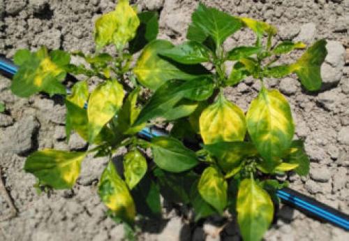 Сладкий перец уход и подкормка. Чем и как подкормить перец в теплице, если плохо растет?