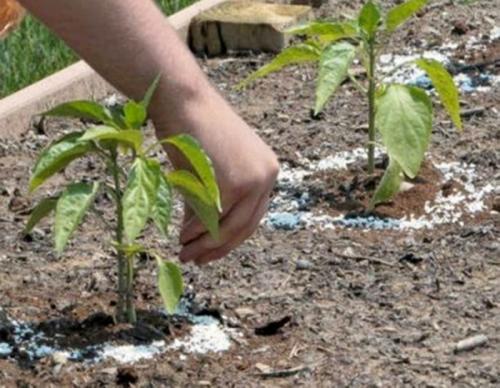 Сладкий перец уход и подкормка. Чем и как подкормить перец в теплице, если плохо растет?