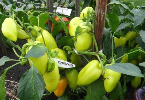 Перец сладкий посадка и уход. Предшественники и соседи перца 23 Перец сладкий посадка и уход. Предшественники и соседи перца 23