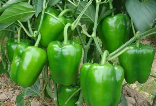 Перец сладкий посадка и уход. Предшественники и соседи перца 21 Перец сладкий посадка и уход. Предшественники и соседи перца 21