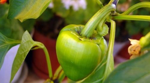 Что любит перец при посадке. Посадка перца