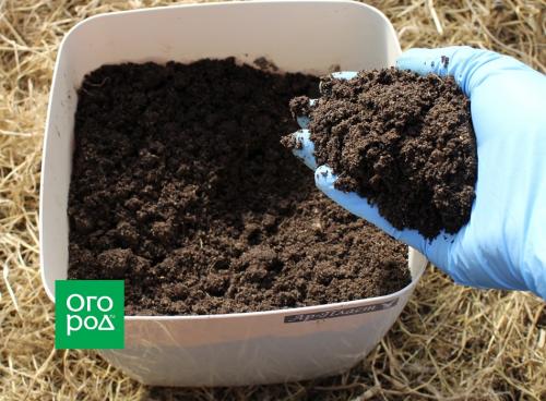 Перец сладкий посадка и уход. Предшественники и соседи перца 07 Перец сладкий посадка и уход. Предшественники и соседи перца 07