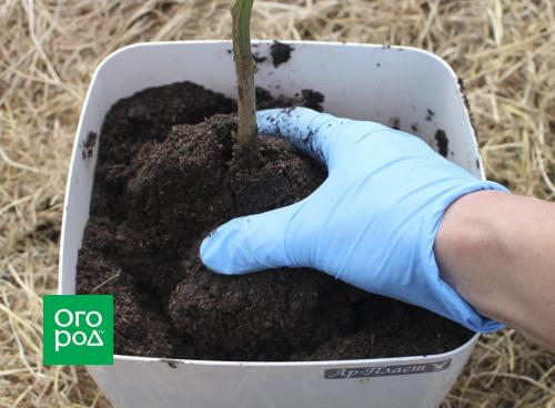 Перец сладкий посадка и уход. Предшественники и соседи перца 09 Перец сладкий посадка и уход. Предшественники и соседи перца 09