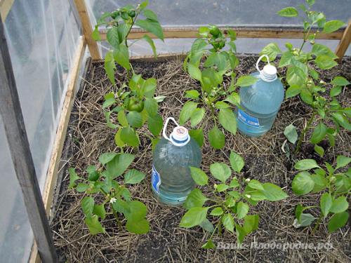 10 ошибок при выращивании сладкого перца. В тени перцы хиреют, начинают вытягиваться и падают от ветра. Плодов они в таком состоянии не завязывают. Чтобы перцы не страдали от нехватки света, их даже сажать надо пореже – не ближе 25 см друг от друга и не менее 60 см между рядами.