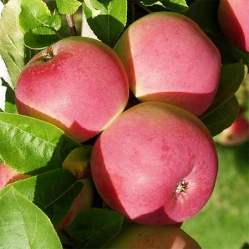 Какие зеленые сорта яблок будут популярны в 2022 году