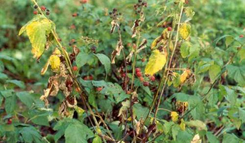 Грибковые болезни малины. Грибковые заболевания малины