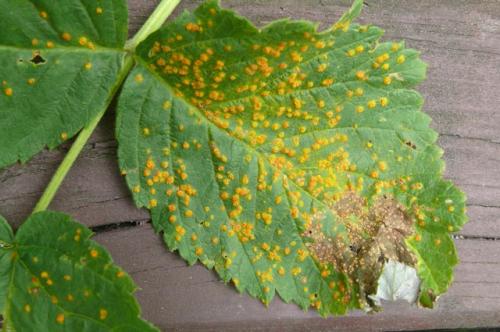 Вирусные заболевания малины. 9 болезней малины. Лечим по правилам