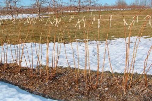 Обработка малины нашатырным спиртом. Обработка и подкормка малины нашатырным спиртом