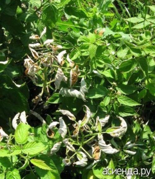 Чем обработать малину от курчавости. Курчавость малины