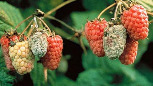 Грибковые болезни малины. Грибковые заболевания малины