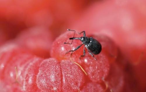 Обработка малины нашатырным спиртом. Обработка и подкормка малины нашатырным спиртом