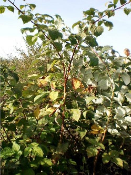 Болезни малины ведьмина метла. Кустистость малины