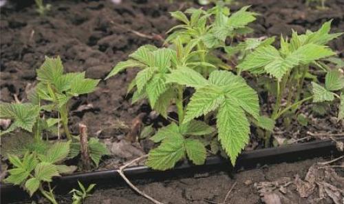 Календарь обработки малины. Майский уход за малиной