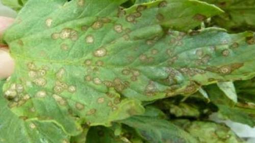 Грибковые болезни малины. Грибковые заболевания малины