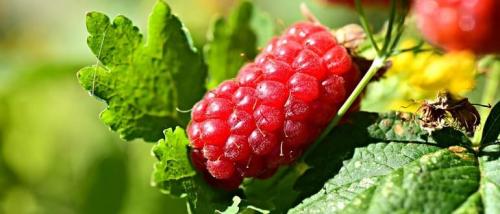 Обработка малины нашатырным спиртом. Обработка и подкормка малины нашатырным спиртом