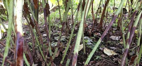 Грибковые болезни малины. Грибковые заболевания малины