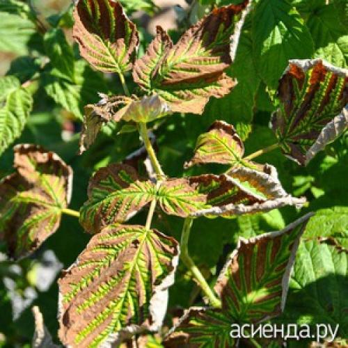 Чем обработать малину от курчавости. Курчавость малины