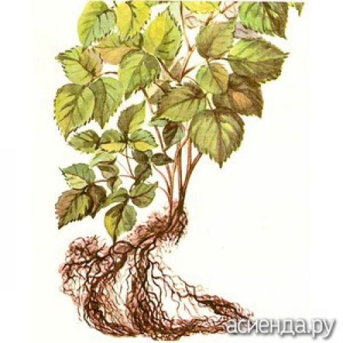 Болезни малины ведьмина метла. Кустистость малины