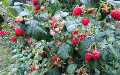 Болезни малины ведьмина метла. Кустистость малины