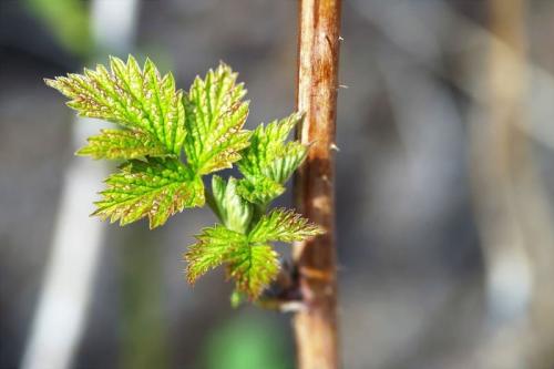 Обработка малины нашатырным спиртом. Обработка и подкормка малины нашатырным спиртом