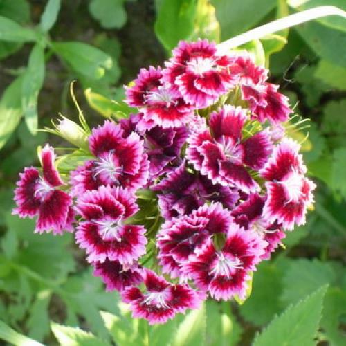 Как вырастить многолетнюю гвоздику. Описание 02