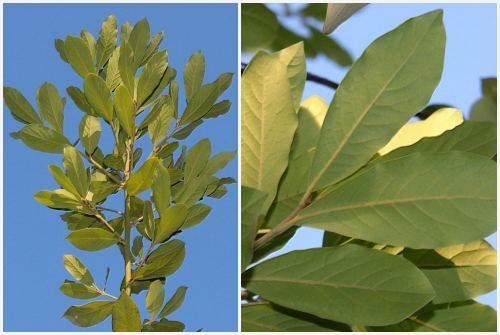 Лавровый лист выращивание в домашних условиях. Как правильно выращивать лавровый лист в домашних условиях