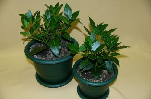 Лавровый лист выращивание в домашних условиях. Как правильно выращивать лавровый лист в домашних условиях