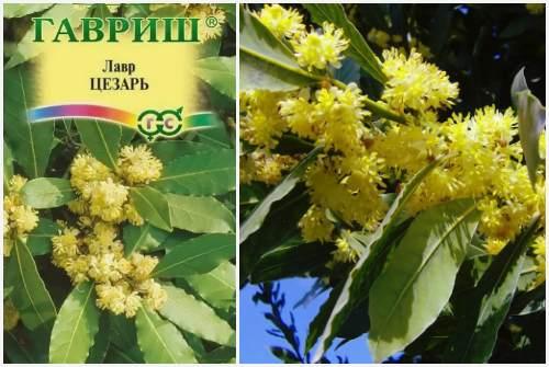 Лавровый лист выращивание в домашних условиях. Как правильно выращивать лавровый лист в домашних условиях