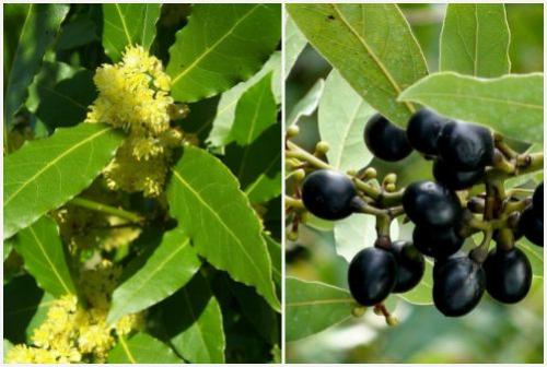 Лавровый лист выращивание в домашних условиях. Как правильно выращивать лавровый лист в домашних условиях