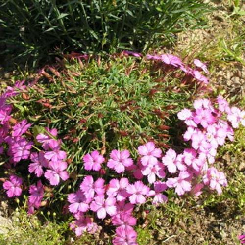 Как вырастить многолетнюю гвоздику. Описание 04